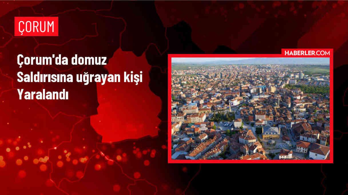 Çorum'da Mantar Toplamak İçin Ormana Giden Kişi Domuz Saldırısına Uğradı