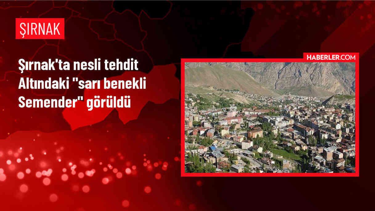 Nesli Tehdit Altında Olan Sarı Benekli Semender Hilal Beldesinde Görüldü