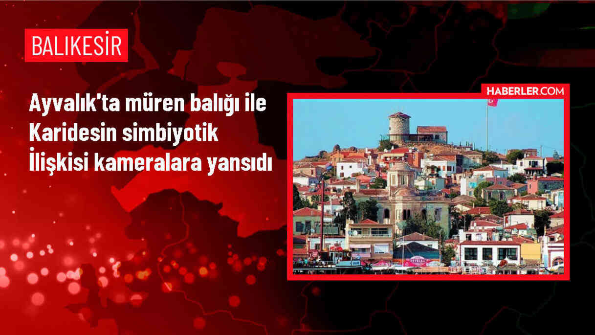 Ayvalık'ta Müren Balığı ile Karidesin Simbiyotik İlişkisi Kaydedildi