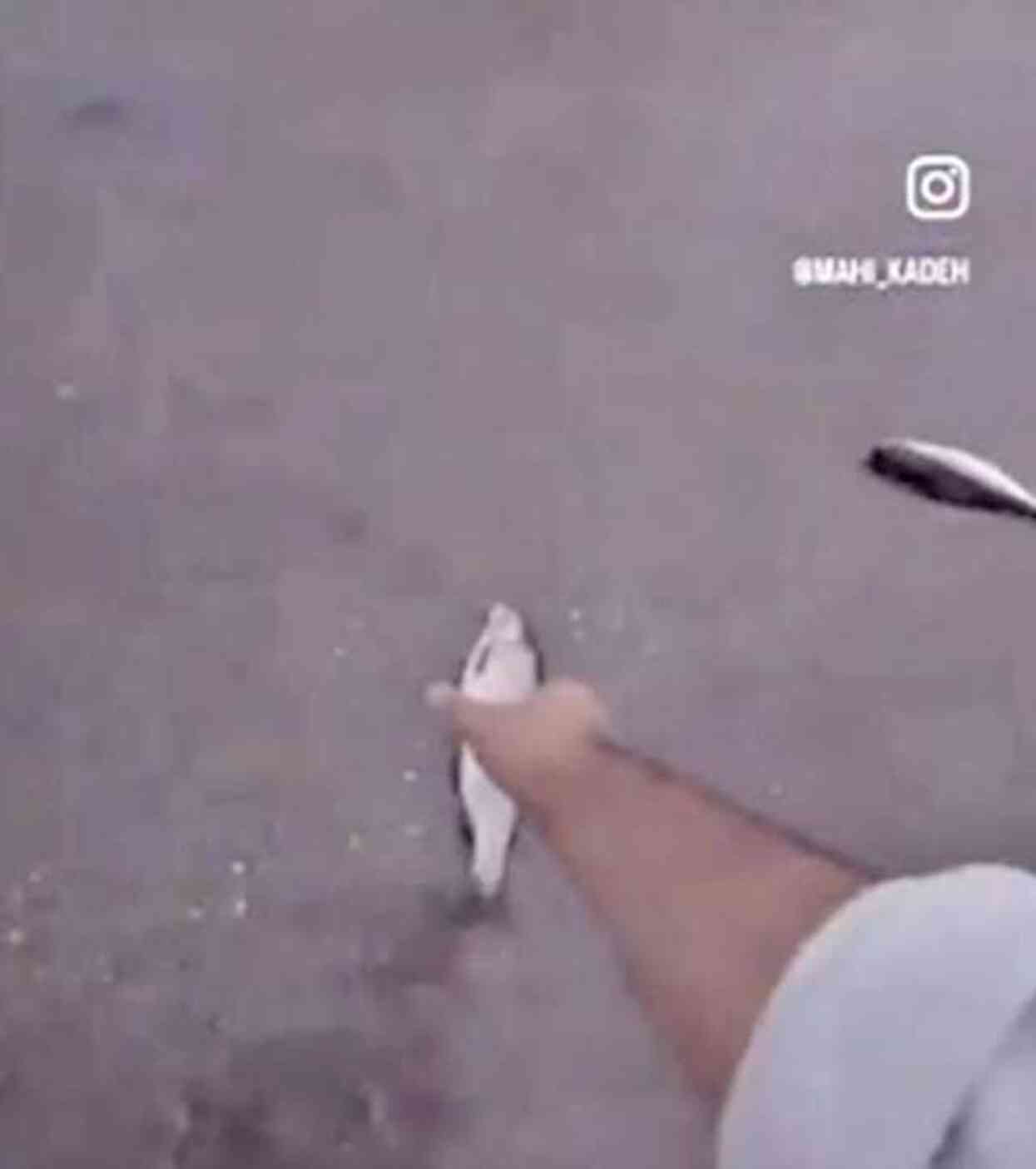 İran yaşanan şiddetli yağış esnasında gökten canlı balık yağdı yağdı