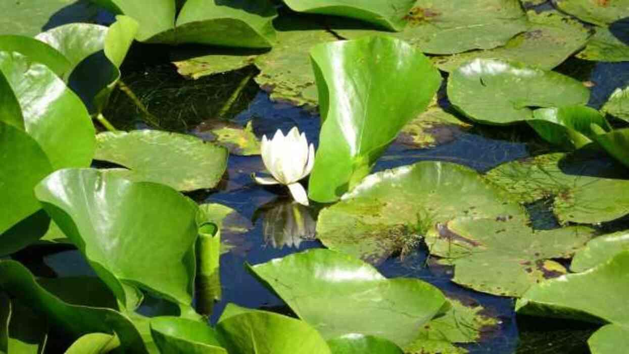 Koruma altındaki çiçeği koparanlara büyük ceza! Nilüfer koparmanın bedeli 387 bin 141 TL