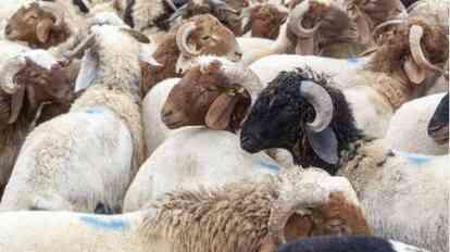 Kurban vekaleti nasıl verilir? Vekalet yoluyla kurban kesilir mi?