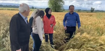 Osmaniye'de Yağış ve Rüzgar Tarım Ürünlerine Zarar Verdi