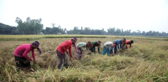 Bangladeş'te Çiftçilerin Çeltik Hasadı Sevinci