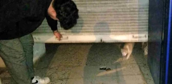 Erzincan'da bakkal hırsızlık şüphelisi kedi çıktı