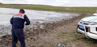 Edirne Jandarma Komutanlığı, kaçak avcıların gölete bıraktığı maket ördekleri topladı