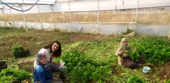 Eskişehir'de yaprağı yenen sebzelerde kalıntı denetimi yapıldı