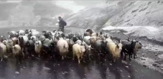Hakkari'de çoban ve kuzuları donmaktan okul müdürleri kurtardı
