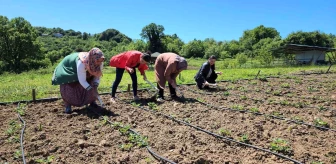 Zonguldak'ta Osmanlı çileği tarladan hasat edilmeden satılıyor