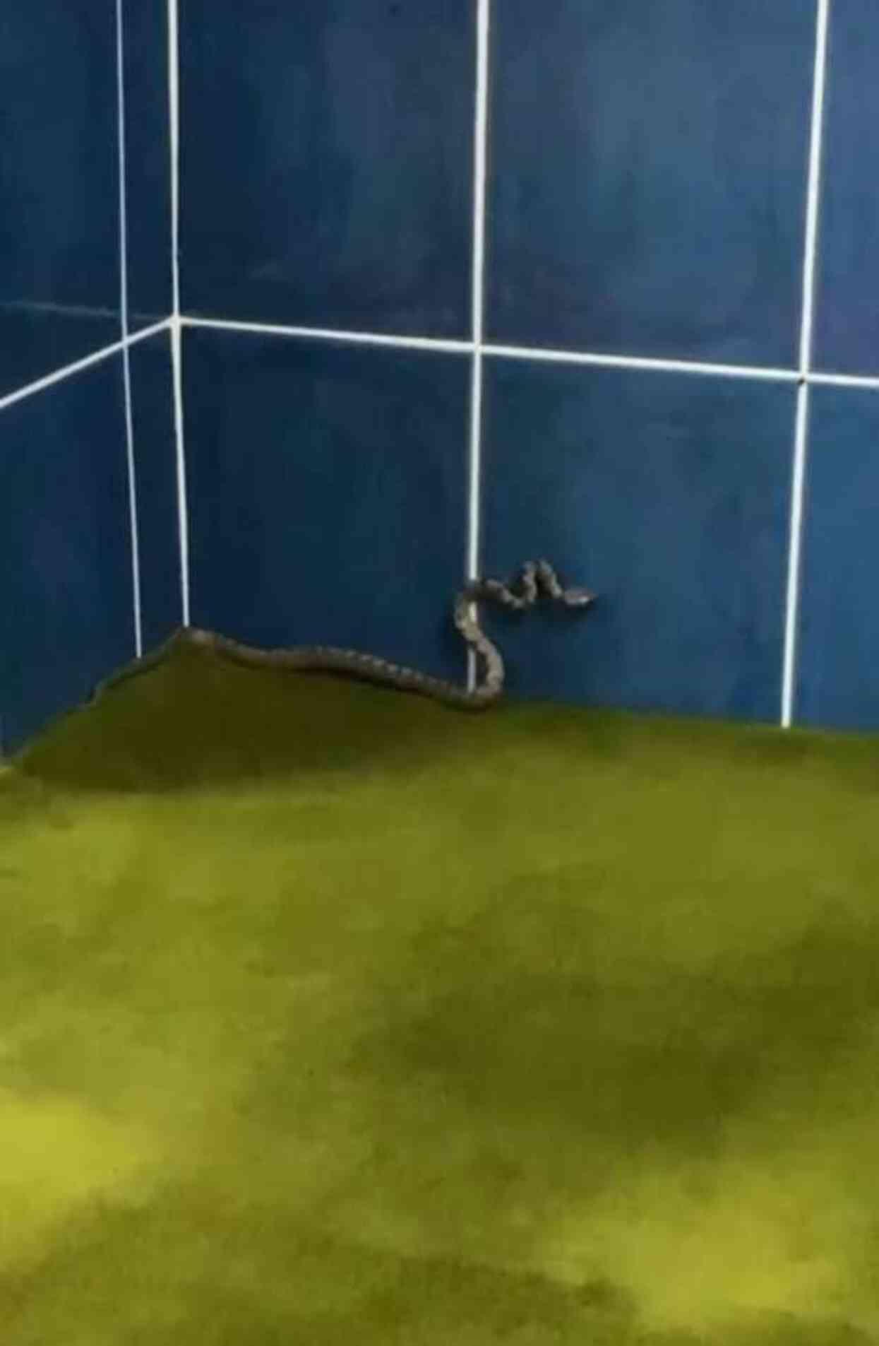 Camiyi yılanlar bastı! 20 günde 3 kere geldiler Camiyi yılanlar bastı! 20 günde 3 kere geldiler