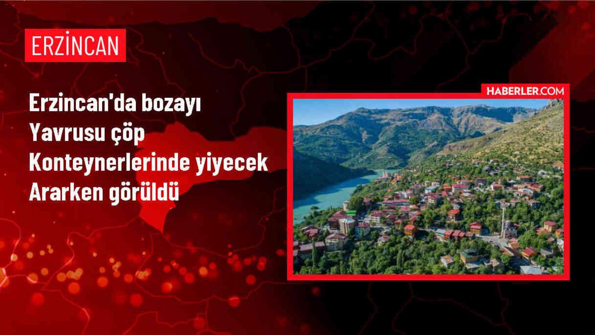 Erzincan'da Bozayı Yavrusu Çöp Konteynerlerinde Yiyecek Aradı