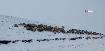 Kar yağışına yakalanan koyun sürüsü ağıllara geri dönmek zorunda kaldı