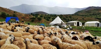 Erzincan'daki Tulum Peyniri Üreticileri Mağdur Ediliyor