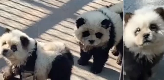 Ziyaretçiler tepki gösterdi! Hayvanat bahçesindeki 'pandalar' köpek çıktı