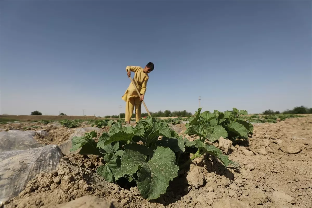 Afganistan'da Kuraklıkla Mücadele İçin Kuştepe Kanalı Projesi