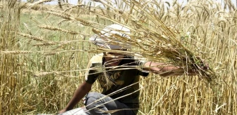 Pakistan'da Buğday Hasadı Yapan Çiftçiler İyi Verim Elde Ediyor