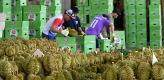 Tayland'da Durian Hasadı Devam Ediyor