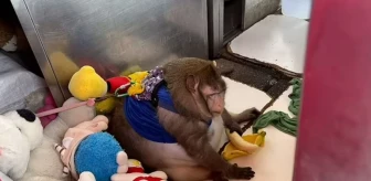 Dünyanın en şişman maymunu Godzilla, sahibinin kollarında hayatını kaybetti