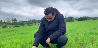 Kastamonu'da Siyez Buğdayı Yağışlarla Yeşillenmeye Başladı