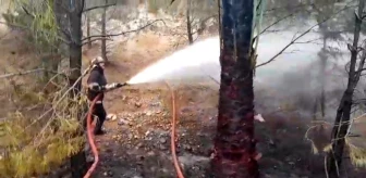 Şanlıurfa'da Ormanlık Alanda Çıkan Yangın Söndürüldü
