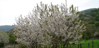 Tokat'ın yüksek ilçesi Başçiftlik'te meyve ağaçları yeni çiçek açtı