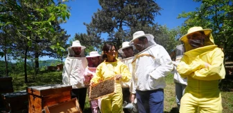 Toz Taşınımı Bal Arılarını Olumsuz Etkiliyor