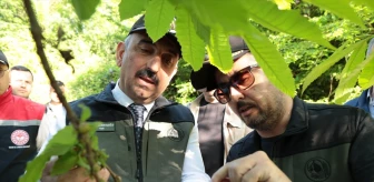 Zonguldak'ta Kestane Ağaçlarını Zararlılardan Koruma Çalışmaları