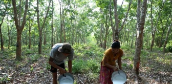 Myanmar'da Kauçuk Üretimi İhracat Hedeflerini Aşıyor