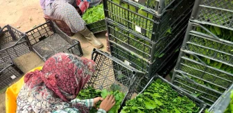 Manisa'da Çekirdeksiz Sultaniye Üzüm Yaprakları Aile Ekonomisine Katkı Sağlıyor