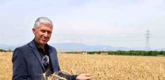 Kozan'da Yüksek Rekolte Çiftçileri Memnun Etti