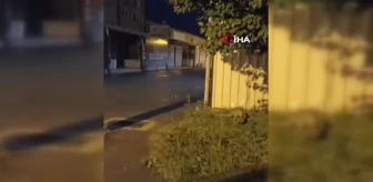 Bursa'da sokakta gezen tilki görüntülendi