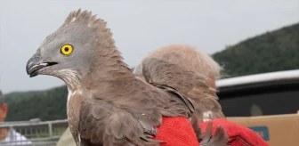 Hatay'da yaralı halde bulunan 15 yabani kuş doğaya bırakıldı