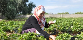 İl Milli Eğitim Müdürü Fazilet Durmuş, Silifke'de çilek hasadına katıldı