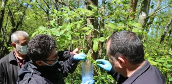 Kastamonu'da Kestane Gal Arısına Karşı Biyolojik Mücadele Başladı