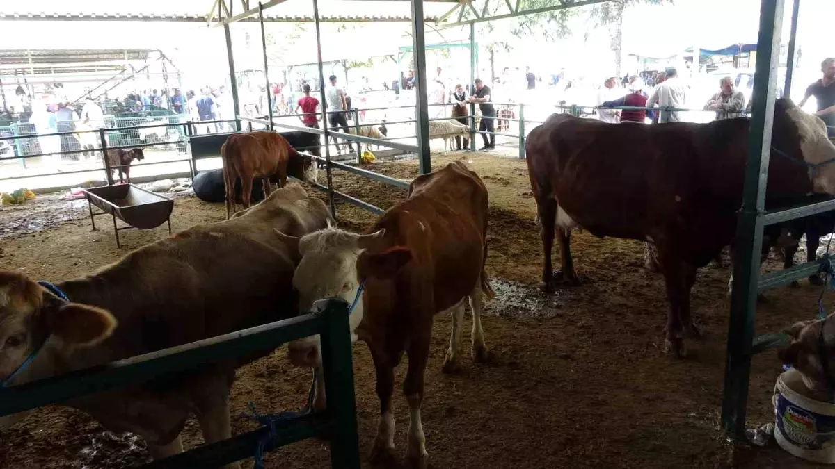 Malatya'da Kurban Bayramı Öncesi Büyükbaş Kurbanlık Fiyatları Belli Oldu