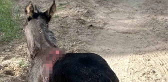 Nevşehir'de başıboş köpekler otlayan atlara saldırdı