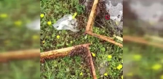Batman'da aç kalan ayılar, arı kovanlarına saldırdı