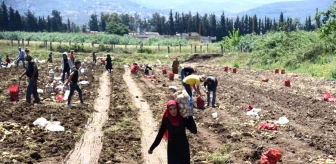 Lübnan'ın Akkar vilayetinde patates hasat sezonu başladı