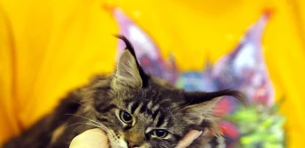 Bükreş'te düzenlenen kedi güzellik yarışmasına 200 kedi katıldı