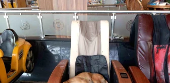 Eskişehir Şehirlerarası Otobüs Terminali'nde Sevimli Köpek Minnoş