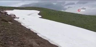 Kar üstünde sırt üstü mahsur kalan kaplumbağayı kurtardı