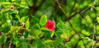 Çin Gülü Türü Rosa lucidissima Guizhou Eyaletinde Keşfedildi