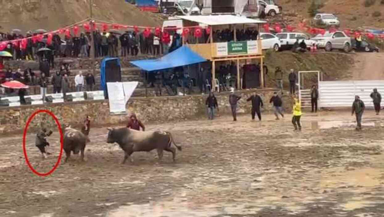 İspanya değil Artvin! 1 tonluk boğa hakemin üzerinden geçti