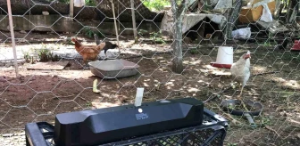 Emekli Aziz Teymur, Tavuklarına Klasik Müzik Dinleterek Verimini Artırdı