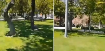 Parkta sokak köpeklerini göremeyen adam cinnet geçirdi