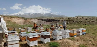 Bitlis'te Süphan Dağı eteklerinde bal üretimi beklenen rekolte