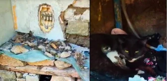 Hakkari'de Vatandaş Yeni Doğum Yapan Kediye Yuva Yaptı