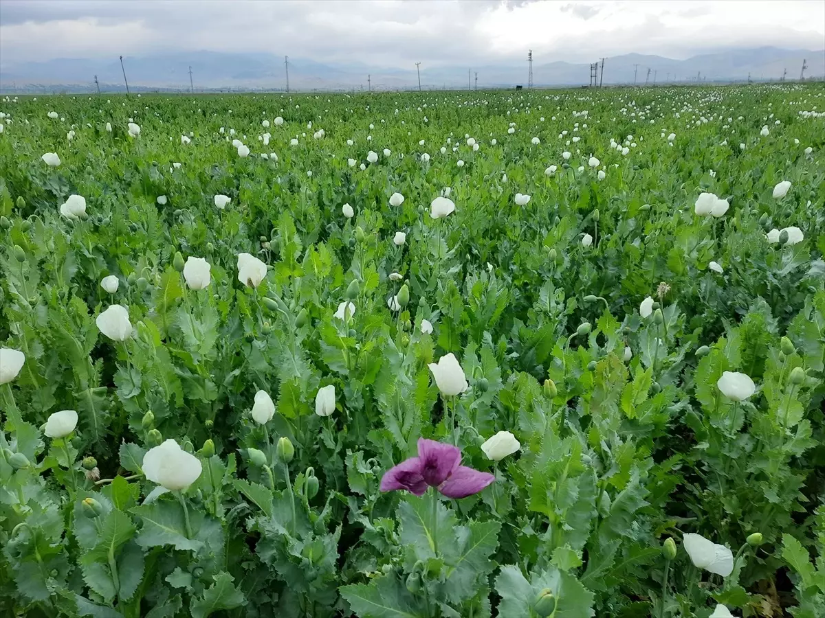Afyonkarahisar'da Haşhaş Tarlaları Çiçek Açtı