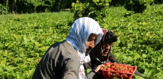 Afganistan'da çilek hasadı sevinci