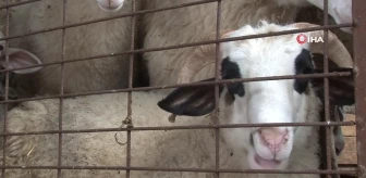 Arnavutköy'de kaybolan 13 koyunu polis ekipleri bularak sahibine teslim etti